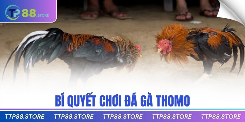 Bí quyết chơi đá gà Thomo
