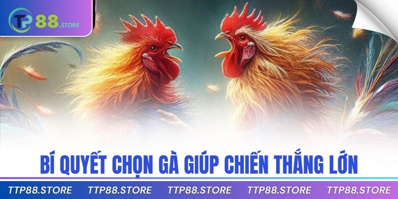 Bí quyết chọn gà giúp chiến thắng lớn