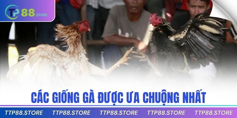 Các giống gà được ưa chuộng nhất