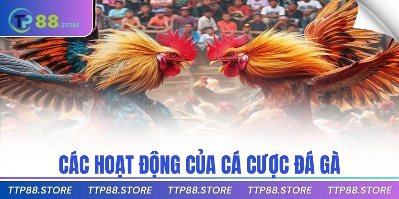 Các hoạt động của cá cược đá gà
