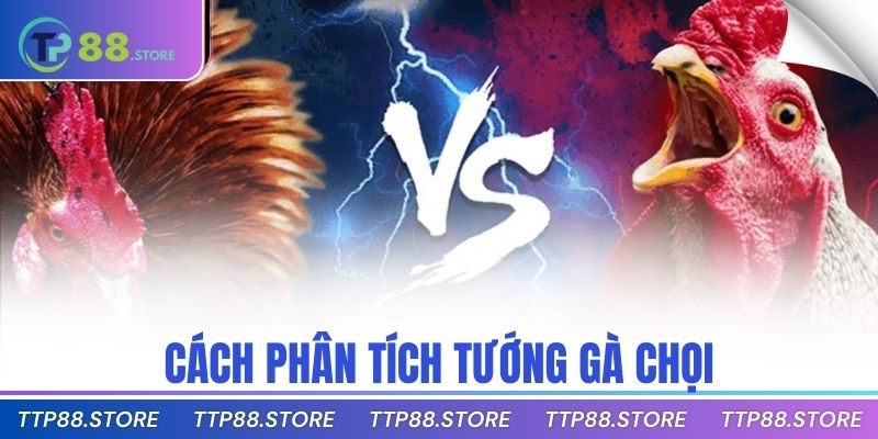 Cách phân tích tướng gà chọi