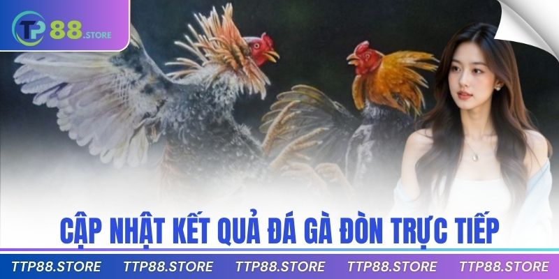 Cập nhật kết quả đá gà đòn trực tiếp
