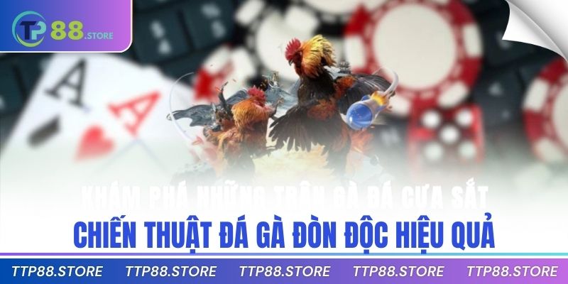 Chiến thuật đá gà đòn độc hiệu quả