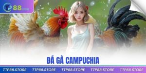 đá gà Campuchia