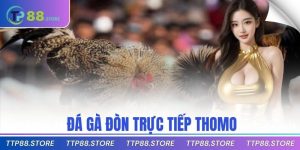 Đá Gà Đòn Trực Tiếp Thomo