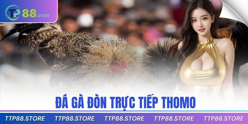 Đá Gà Đòn Trực Tiếp Thomo