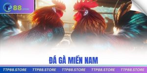 đá gà miền nam