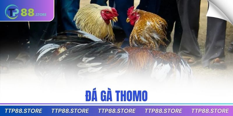 đá gà thomo