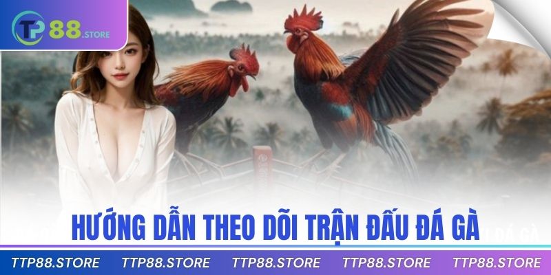 Hướng dẫn theo dõi trận đấu đá gà