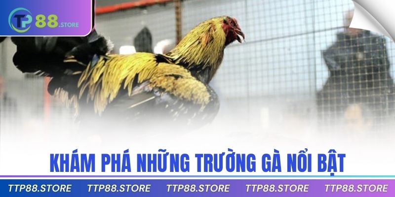 Khám phá những trường gà nổi bật