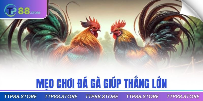 Mẹo chơi đá gà giúp thắng lớn
