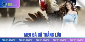 mẹo đá gà thắng lớn