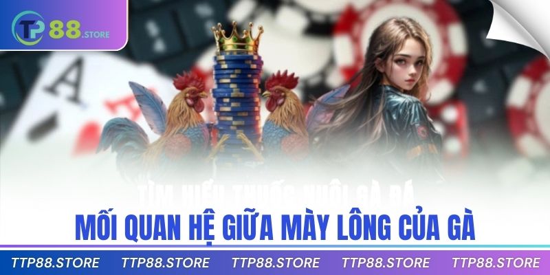 Mối quan hệ giữa mày lông của gà