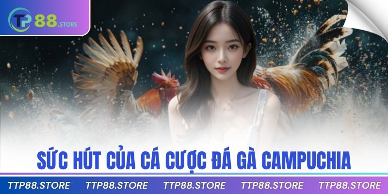 Sức hút của cá cược đá gà Campuchia